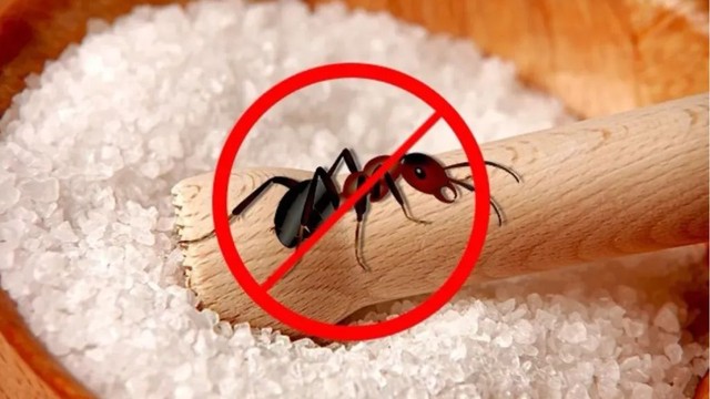 bai-viet/diet-kien-bang-baking-soda-hieu-qua-hay-khong.html