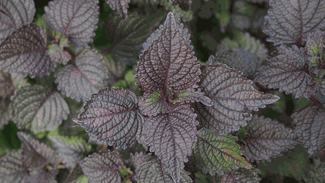 bai-viet/dieu-gi-se-xay-ra-khi-uong-nuoc-tia-to-lien-tuc-mot-thang.html