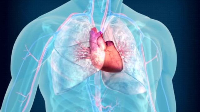 bai-viet/tim-hieu-chi-tiet-ve-4-co-che-dieu-hoa-hoat-dong-tim-mach.html