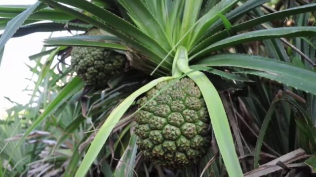 bai-viet/dieu-tri-xo-gan-bang-bai-thuoc-nam-26287.html