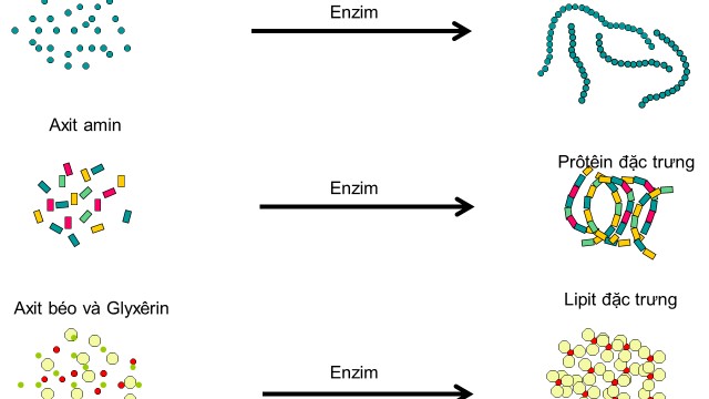 bai-viet/dong-hoa-la-gi-di-hoa-la-gi-hormone-dong-hoa-va-di-hoa-65313.html