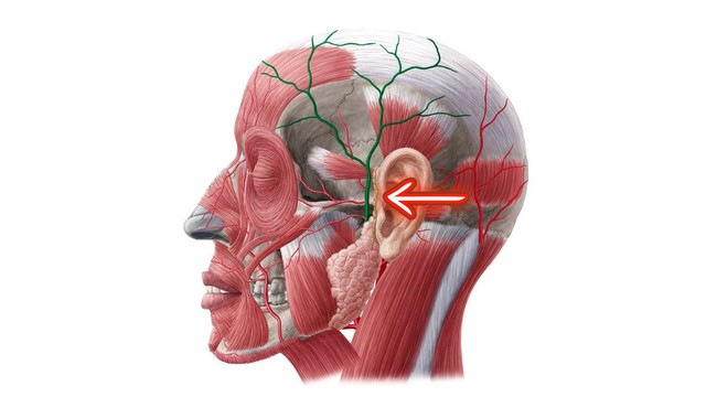 bai-viet/dong-mach-thai-duong-nong-cau-tao-chuc-nang-va-cac-benh-thuong-gap.html