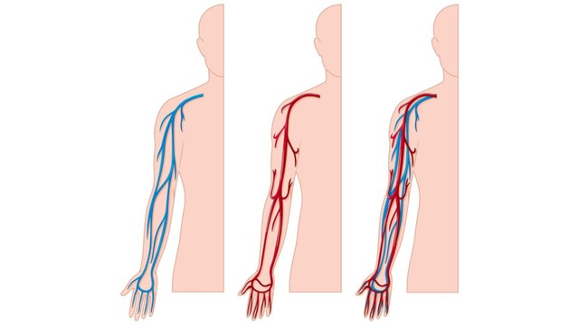 bai-viet/dong-mach-tru-cau-truc-giai-phau-chuc-nang-va-cac-benh-ly-lien-quan.html