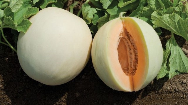 bai-viet/dua-le-bao-nhieu-calo-nhung-loi-ich-dua-le-mang-lai-cho-suc-khoe.html