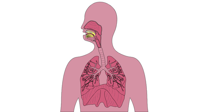 bai-viet/duong-ho-hap-tren-gom-nhung-bo-phan-nao-cac-benh-ly-thuong-gap-o-duong-ho-hap-tren.html