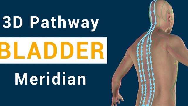 bai-viet/duong-kinh-bang-quang-va-cac-huyet-thuong-dung-thuoc-duong-kinh-bang-quang.html