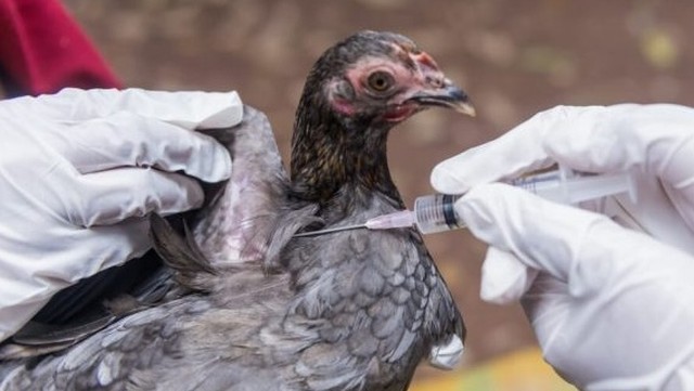 bai-viet/enrofloxacin-la-gi-ngo-doc-enrofloxacin-co-nguy-hiem-khong-56845.html