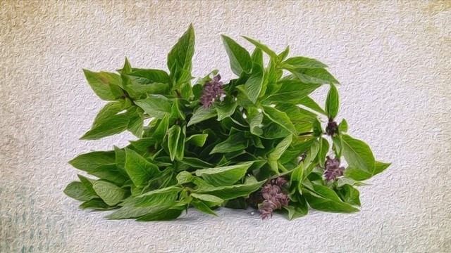 bai-viet/giai-dap-an-nhieu-rau-hung-que-co-tot-khong.html