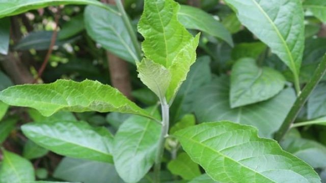 bai-viet/giai-dap-cay-la-dang-uong-nhieu-co-hai-khong.html