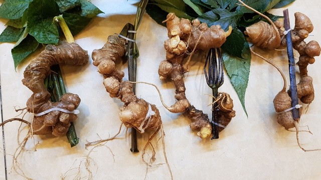 bai-viet/sam-ngoc-linh-ngam-mat-ong-de-duoc-bao-lau-tac-dung-cua-sam-ngoc-linh-voi-suc-khoe.html