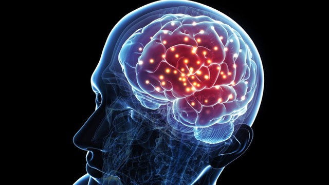 bai-viet/co-phai-nao-to-la-thong-minh-khong-nhung-dieu-chung-ta-thuong-hieu-sai-ve-bo-nao.html