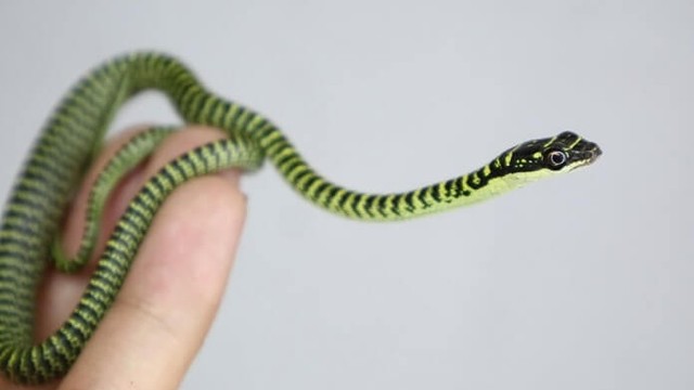 bai-viet/ran-xanh-soc-den-thuoc-loai-ran-nao-ran-xanh-soc-den-co-doc-khong-65762.html