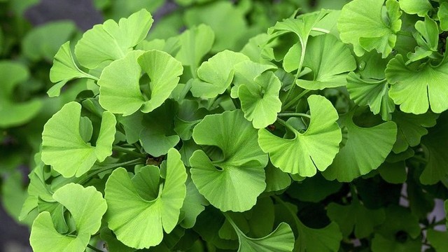 bai-viet/nguoi-hay-quen-nen-dung-bo-nao-ginkgo-biloba-ngay-uong-may-vien-62396.html