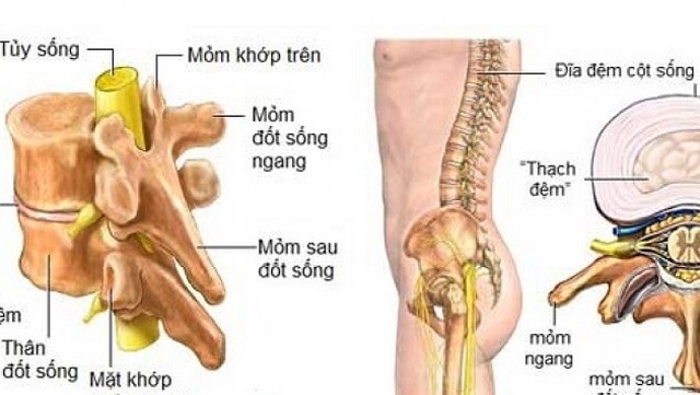 bai-viet/giai-phau-cot-song-va-mot-so-benh-ly-thuong-gap-o-dot-song-65007.html