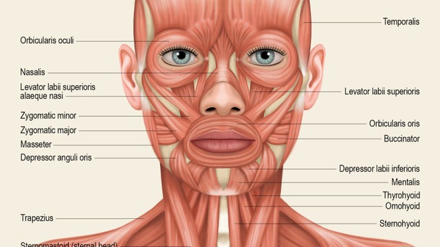 bai-viet/tim-hieu-ve-cau-truc-giai-phau-dau-mat-co.html