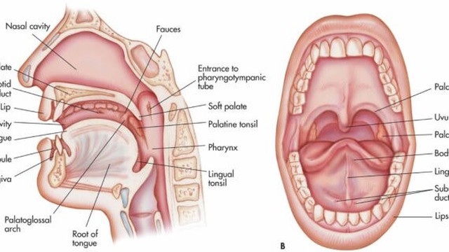 bai-viet/giai-phau-hong-va-nhung-benh-ly-thuong-gap-o-hong.html
