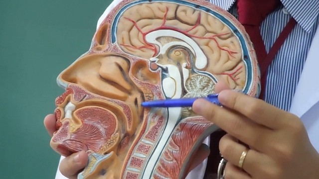 bai-viet/giai-phau-mui-hong-cau-truc-va-chuc-nang-quan-trong-cua-co-the.html