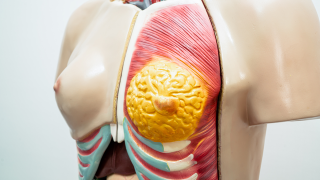 bai-viet/giai-phau-nguc-su-khac-nhau-o-nam-va-nu-cung-nhung-benh-ly-lien-quan.html