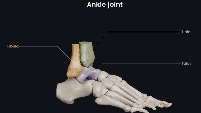 bai-viet/giai-phau-xuong-ban-chan-co-gi-dac-biet-69920.html