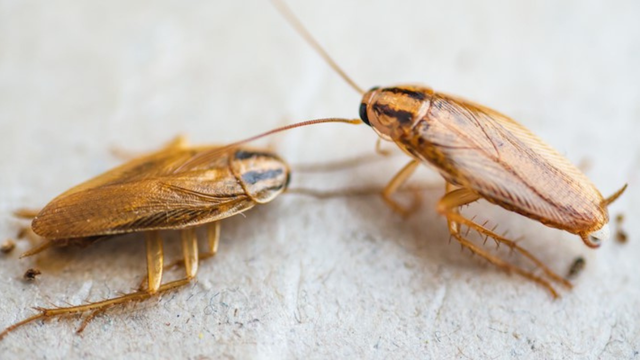 bai-viet/gian-duc-la-gi-dac-diem-va-cach-tieu-diet-gian-duc-hieu-qua.html