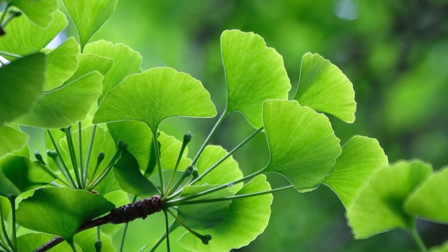bai-viet/ginkgo-biloba-bao-nhieu-tuoi-uong-duoc-nhung-tac-dung-cua-ginkgo-biloba-doi-voi-suc-khoe.html