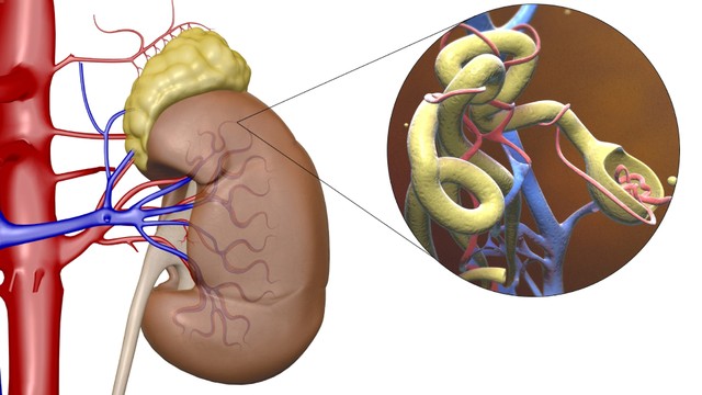 bai-viet/glomerulus-la-gi-mot-so-dieu-can-biet-ve-benh-cau-than.html