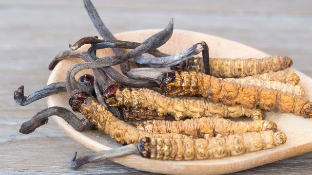 bai-viet/nguoi-huyet-ap-thap-co-uong-duoc-dong-trung-ha-thao-khong-1.html