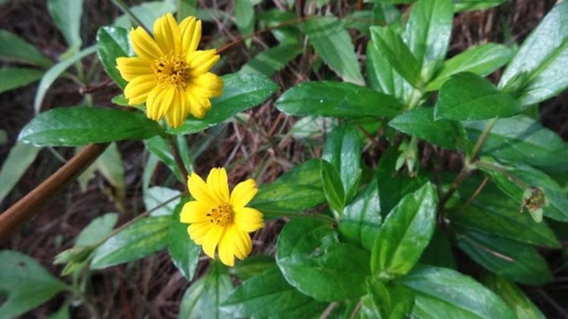 bai-viet/la-sai-dat-tri-mun-co-hieu-qua-khong-mot-so-cach-tri-mun-bang-nguyen-lieu-thien-nhien.html