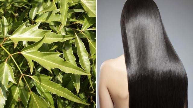 bai-viet/5-cach-goi-dau-bang-la-dinh-lang-giup-toc-chac-khoe-bong-muot-1.html