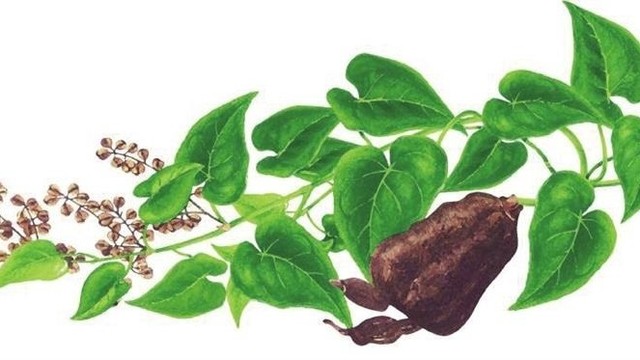 bai-viet/ha-thu-o-do-co-tac-dung-gi.html