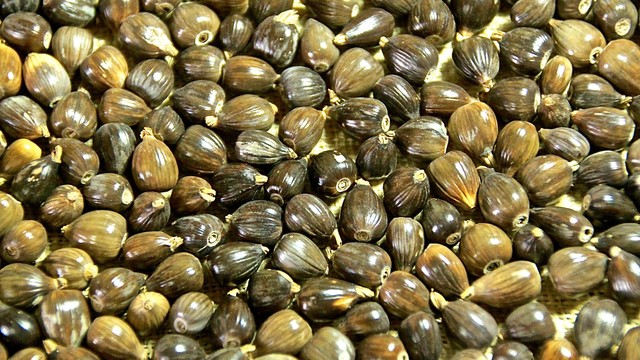 bai-viet/hat-y-di-co-tot-cho-ba-bau-khong-mot-so-loai-hat-giau-dinh-duong-tot-cho-thai-phu.html