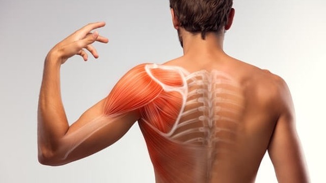 bai-viet/he-thong-tinh-mach-chi-tren-cua-co-the-gom-nhung-gi.html