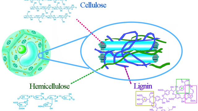bai-viet/ban-biet-gi-ve-hemicellulose-ung-dung-cua-hemicellulase-trong-y-hoc.html