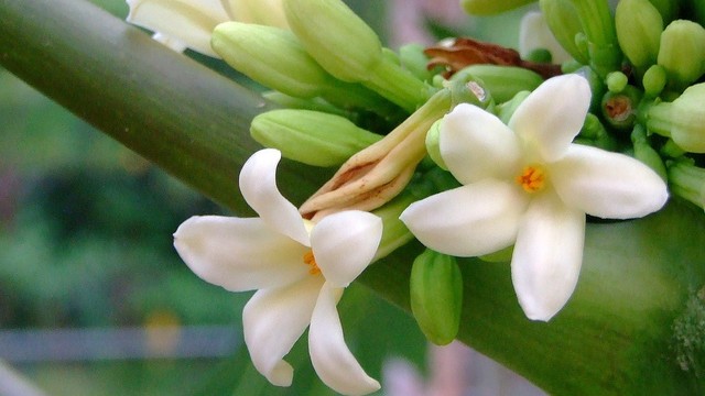 bai-viet/thuc-hu-ve-bai-thuoc-hoa-du-du-duc-chua-u-tuyen-giap.html