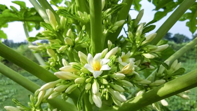 bai-viet/uong-hoa-du-du-duc-ngam-mat-ong-vao-luc-nao-tot-nhat.html