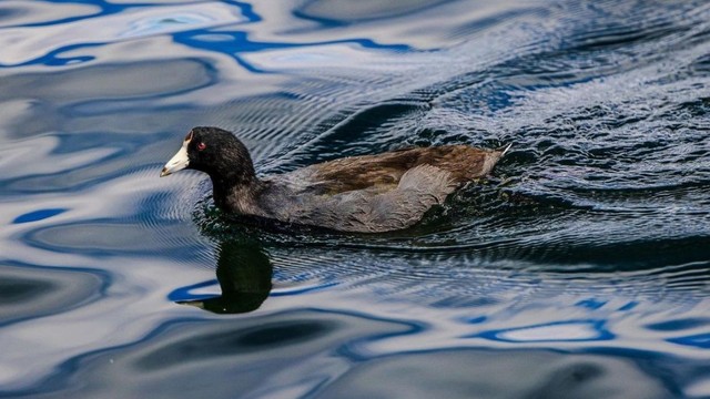 bai-viet/hoi-chung-con-vit-la-gi-dau-hieu-nhan-biet-va-cach-vuot-qua.html