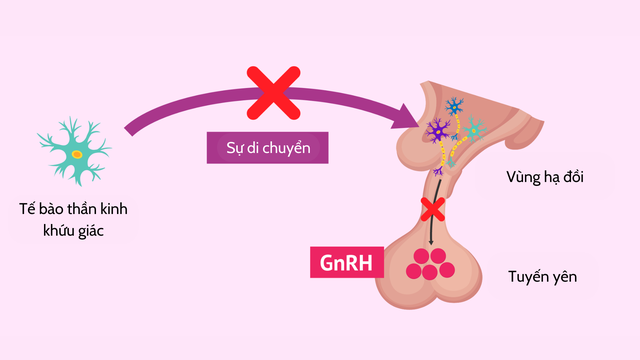 benh/hoi-chung-kallmann.html