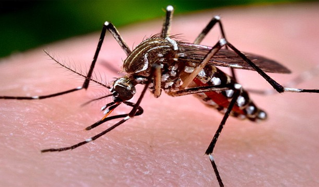 benh/benh-do-vi-rut-zika-250.html