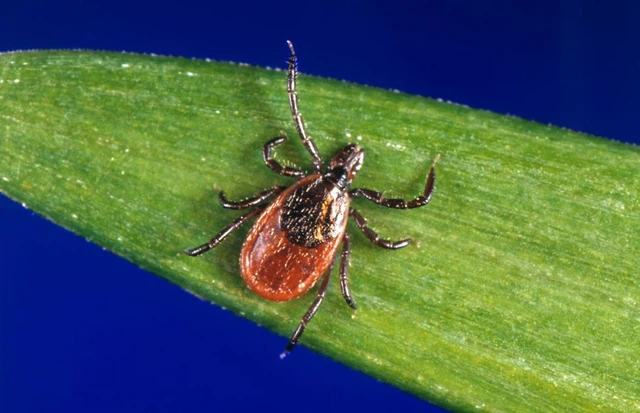 benh/benh-lyme-251.html