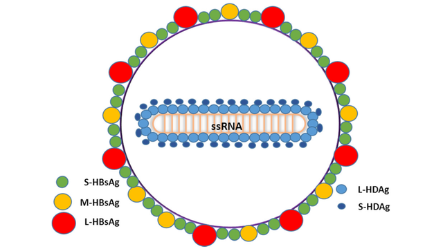 benh/viem-gan-d.html