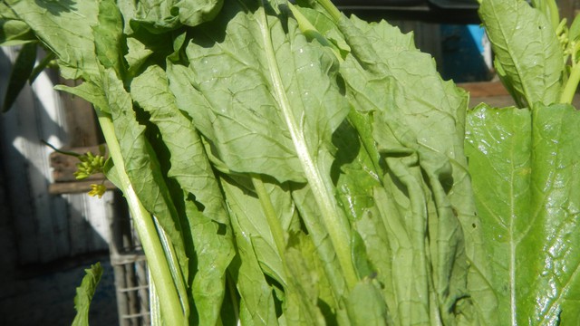 bai-viet/6-loi-ich-cua-rau-cai-be-xanh-va-cach-an-dung-de-tranh-tac-hai.html