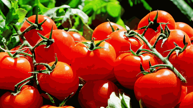 bai-viet/7-meo-lam-dep-hieu-qua-voi-ca-chua-giup-da-sang-min-rang-ro.html