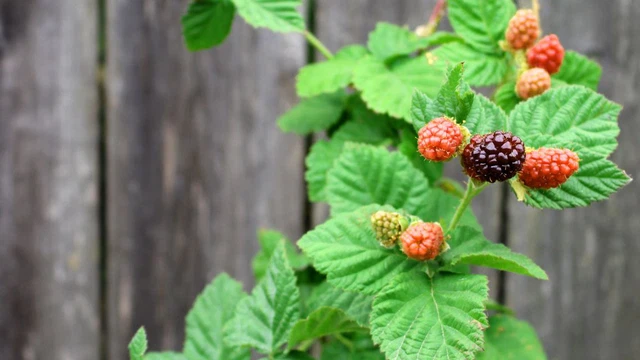 Boysenberry: Bí mật dinh dưỡng và lợi ích sức khỏe ít ai biết