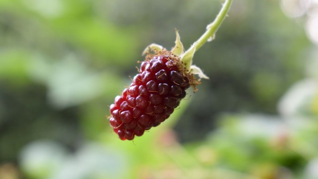 Khám phá “siêu trái mọng” Marionberry với nhiều lợi ích cho sức khỏe