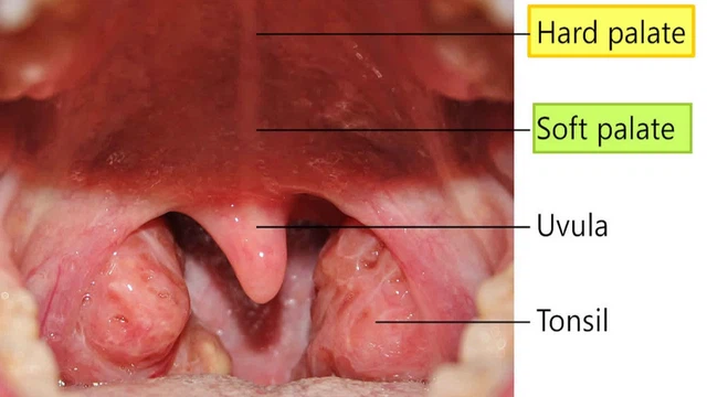 bai-viet/soft-palate-la-gi-cau-tao-va-chuc-nang-cua-soft-palate.html