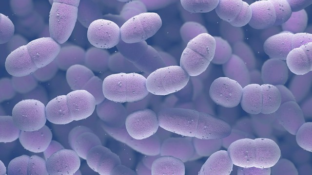bai-viet/streptococcus-pneumoniae-gay-ra-nhung-benh-gi.html