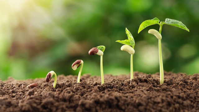 bai-viet/anh-sang-xanh-tim-kich-thich-tong-hop-cac-axit-amin-va-protein-nhu-the-nao.html
