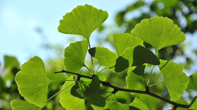 bai-viet/bach-qua-co-tac-dung-gi-nen-dung-bach-qua-the-nao-cho-phu-hop.html