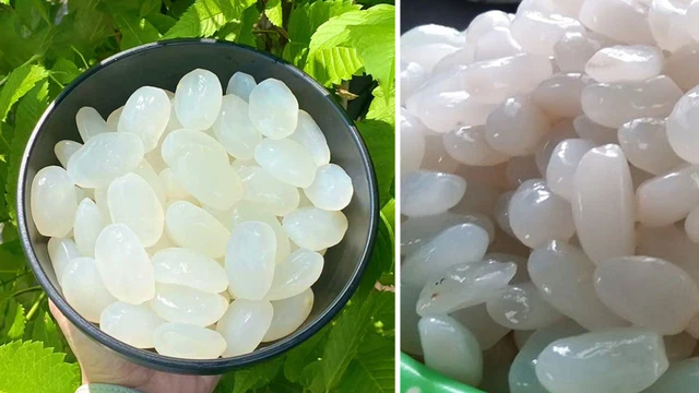bai-viet/cach-bao-quan-hat-dac-tuoi-don-gian-khong-phai-ai-cung-biet.html