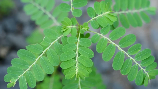 bai-viet/cay-diep-ha-chau-co-may-loai-tac-dung-lieu-dung-luu-y-khi-su-dung.html